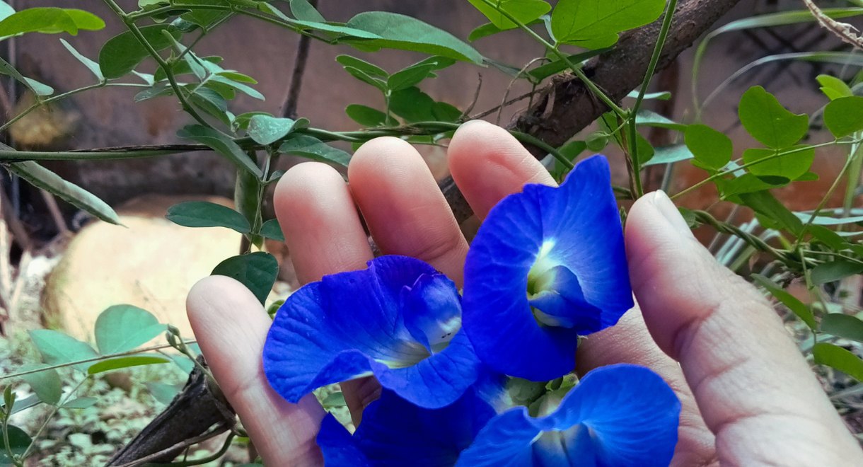 Main tenant délicatement des fleurs bleues vives au jardin