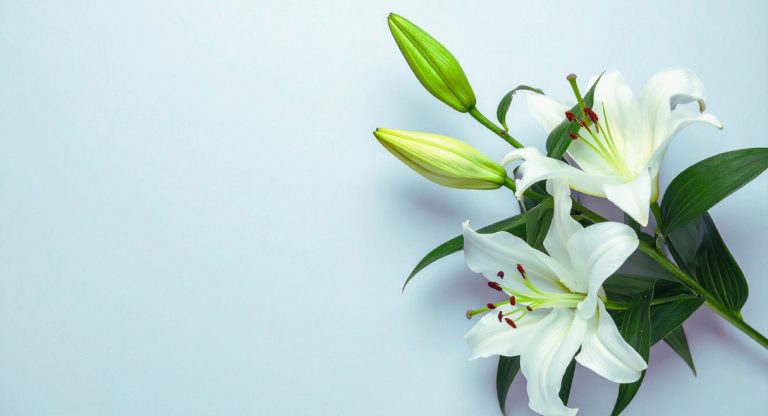 Fleurs blanches épanouies avec boutons et feuillage vert